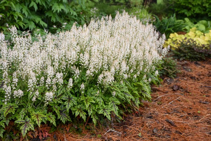Foamflower Gives Shady Beds A Fresher Native Look Foamflower Gives Shady Beds A Fresher Native Look