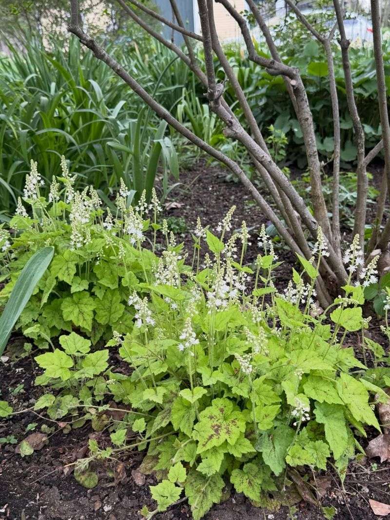 Foamflower Grows Well In Woodland Settings Foamflower Grows Well In Woodland Settings