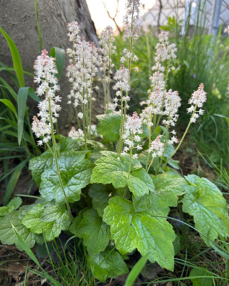Foamflower Keeps Patio Borders Planted And Easy To Inspect