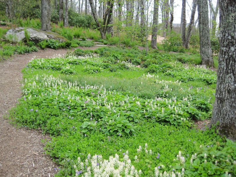 Foamflower Softens Damp Shaded Slopes Foamflower Softens Damp Shaded Slopes