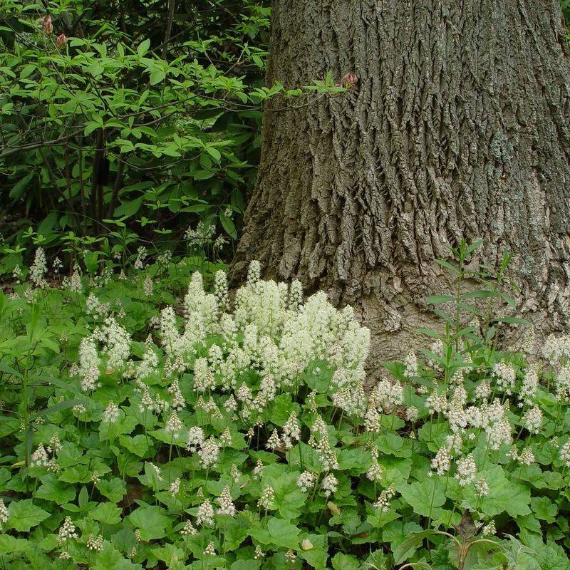 Foamflower Spreads Through Difficult Shady Areas Foamflower Spreads Through Difficult Shady Areas