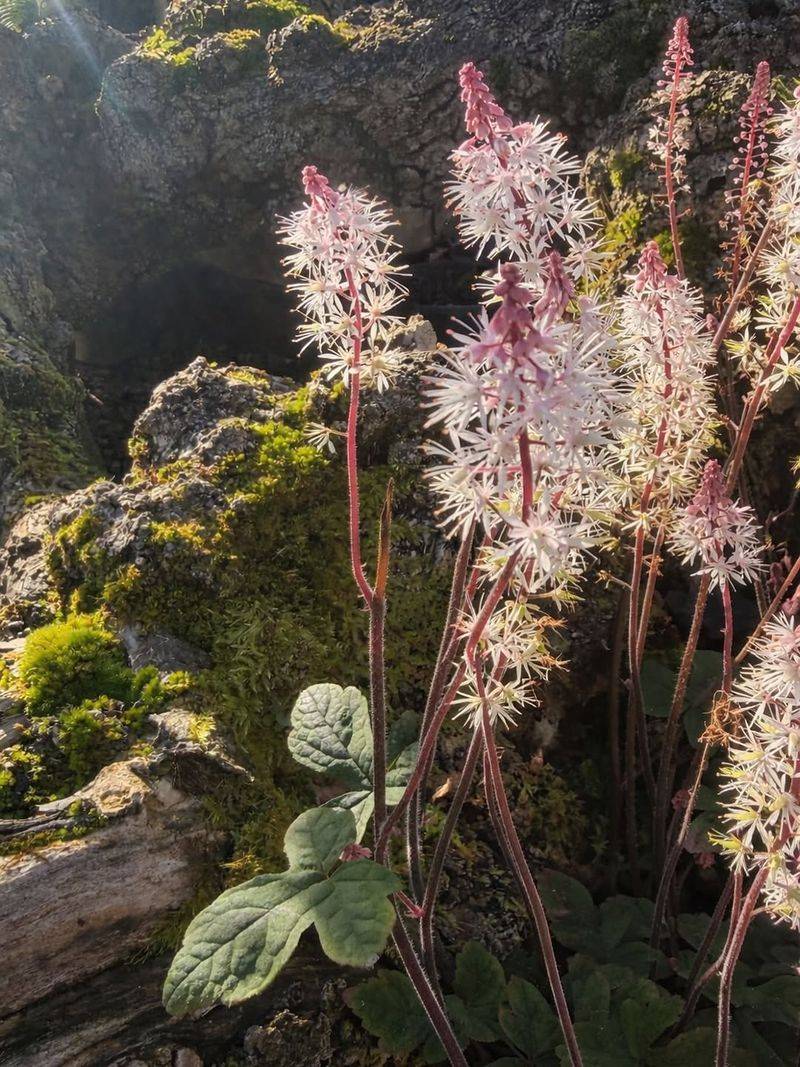 Foamflower (Tiarella Cordifolia)