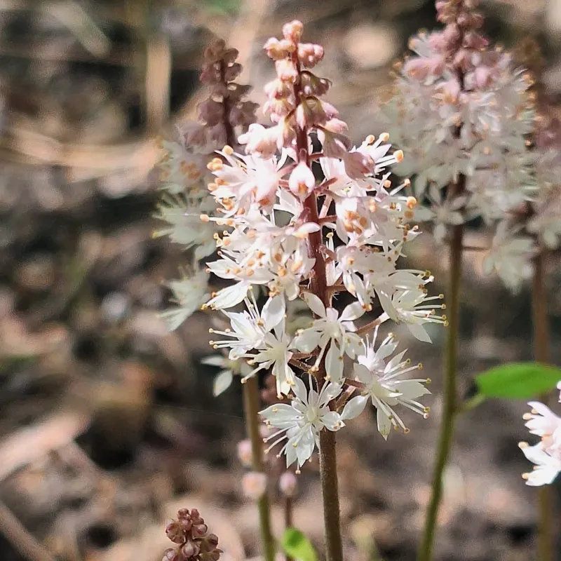 Foamflower 