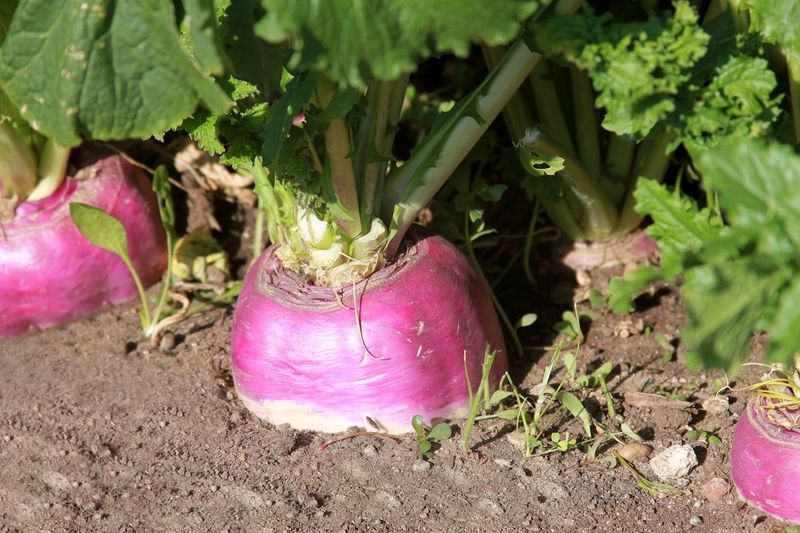 Focus On Fast Cool-Season Crops