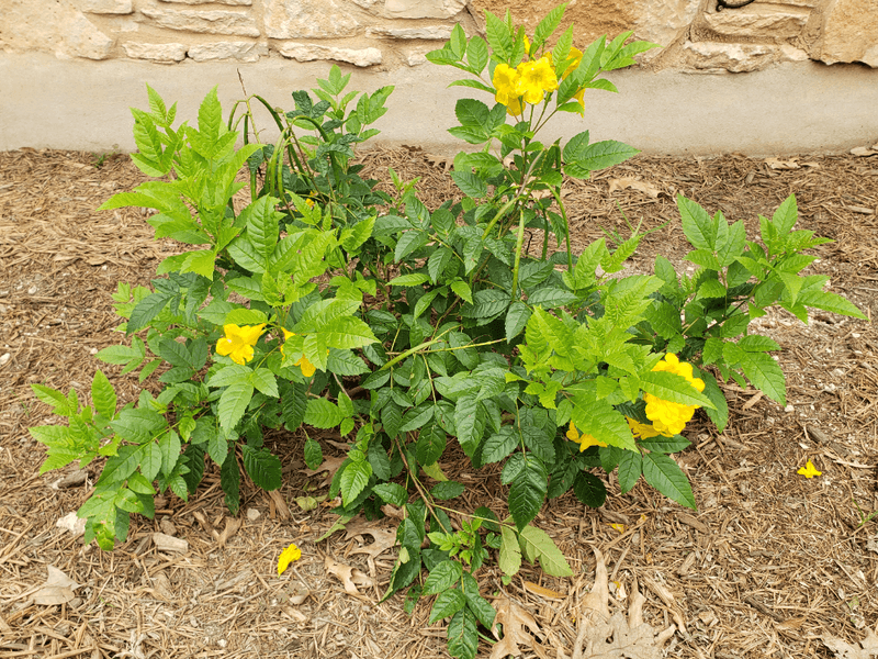 Focus On New Growth That Has Finished Flowering