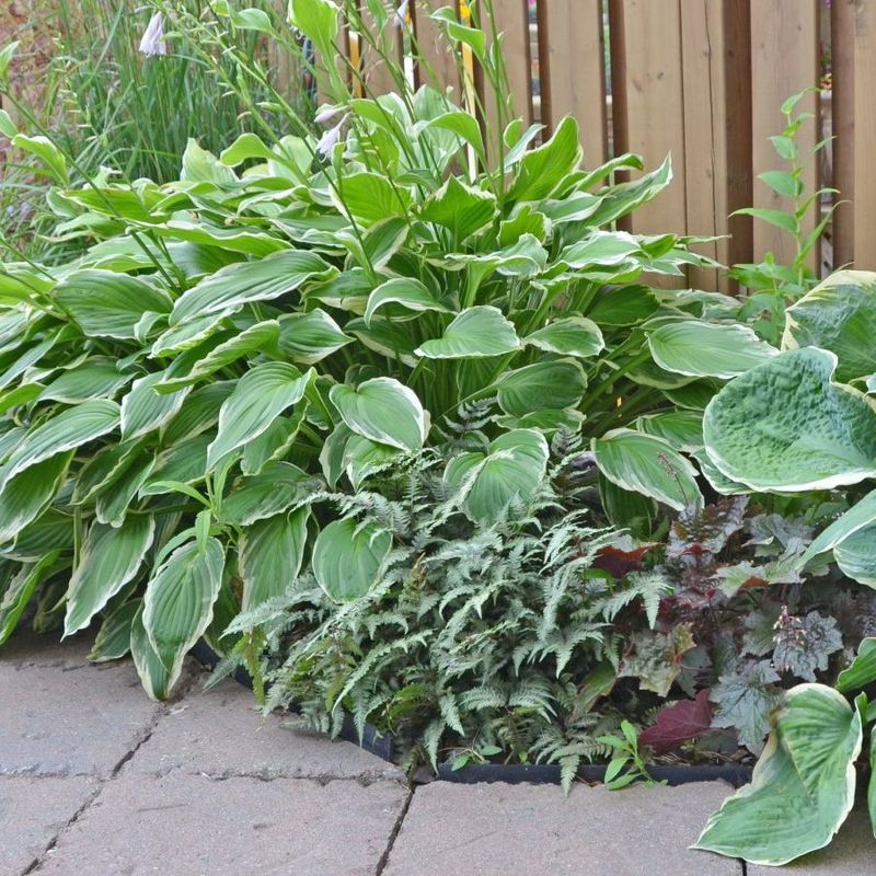 Focus On Newer Or Recently Divided Hostas First