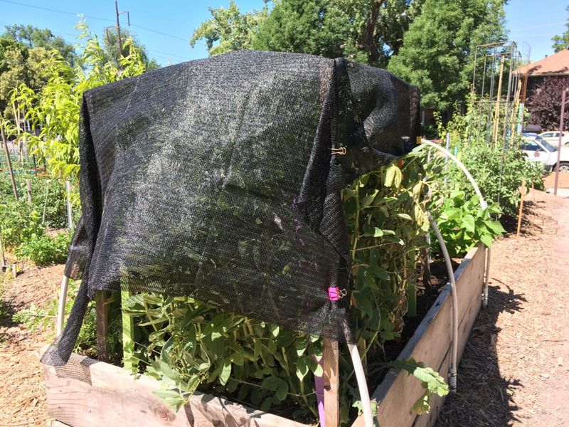 Focus Protection On Heat Sensitive Crops
