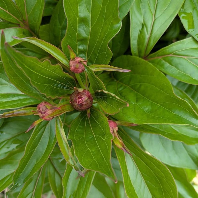 Foliage Should Stay Until It Naturally Yellows Or Browns In Fall