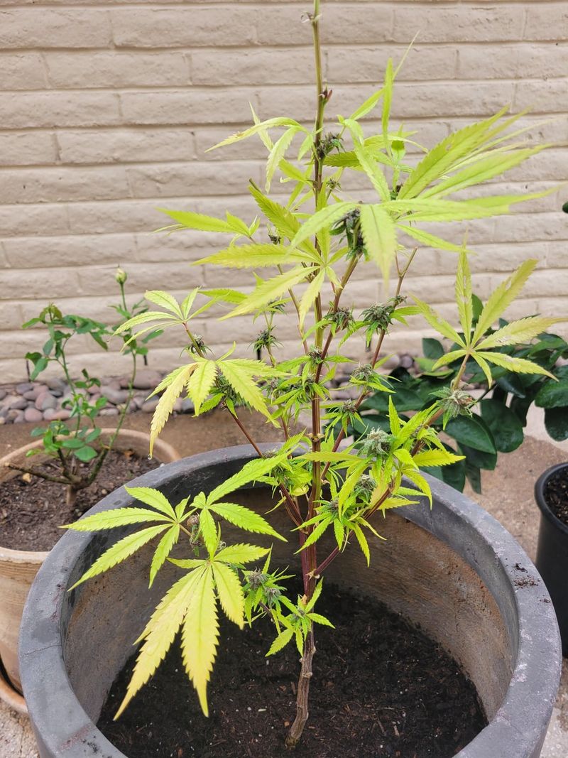 Foliage Turns Pale, Yellow, Or Dull