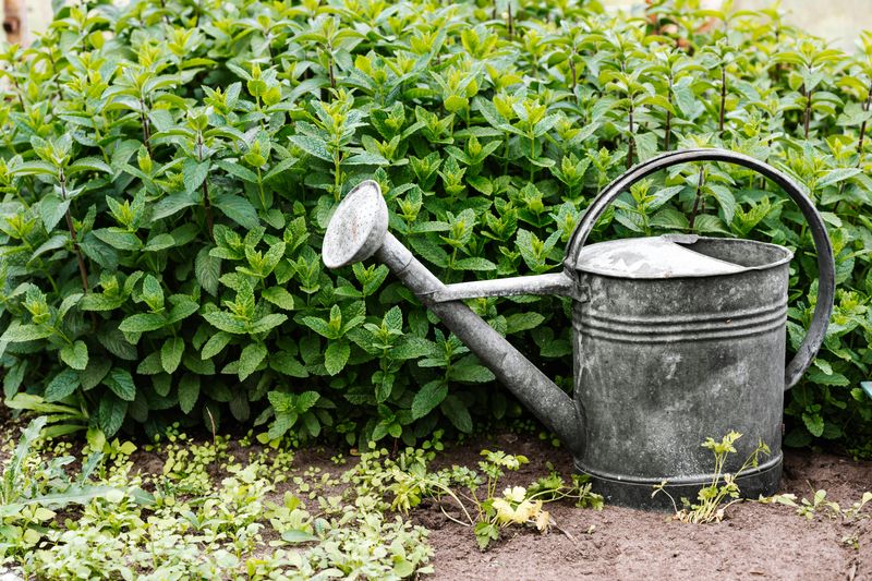 Follow A New Shrub Watering Schedule