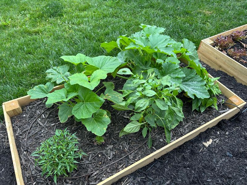 Follow A North Carolina Planting Calendar