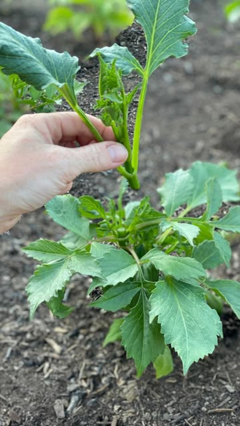 Follow The Stem Down To A Strong Leaf Pair
