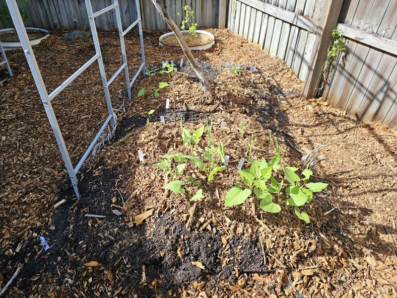 Food-Soiled Mulch Turns Beds Into A Feeding Zone Food-Soiled Mulch Turns Beds Into A Feeding Zone