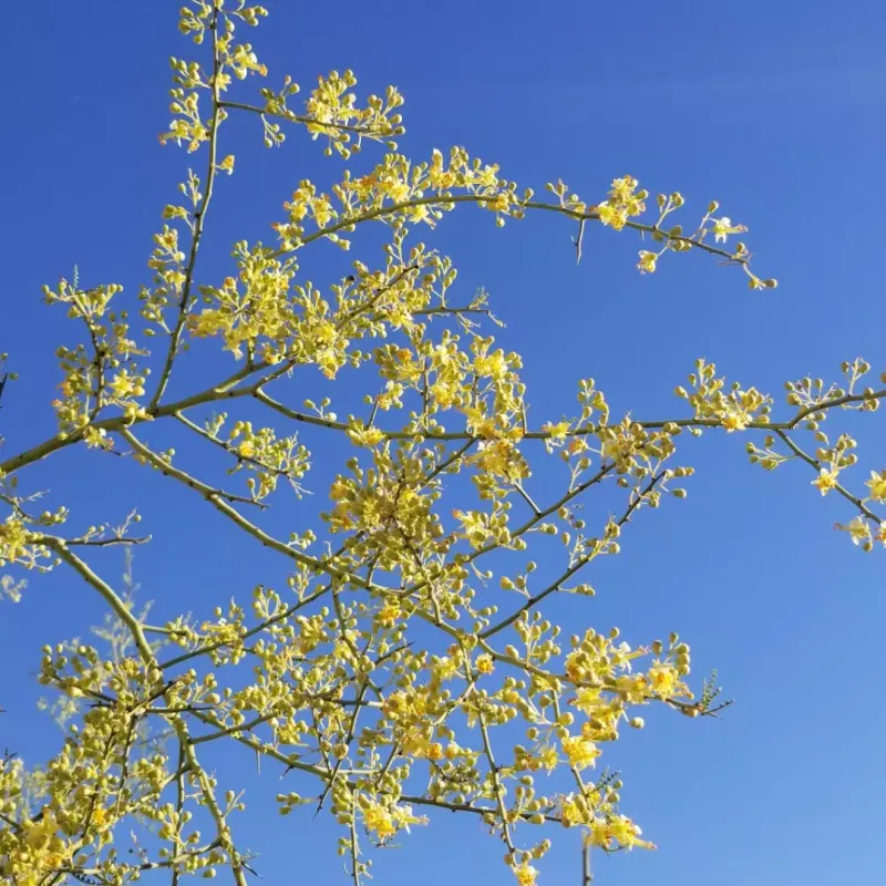 Foothill Palo Verde Produces Shade With Very Little Water Foothill Palo Verde Produces Shade With Very Little Water