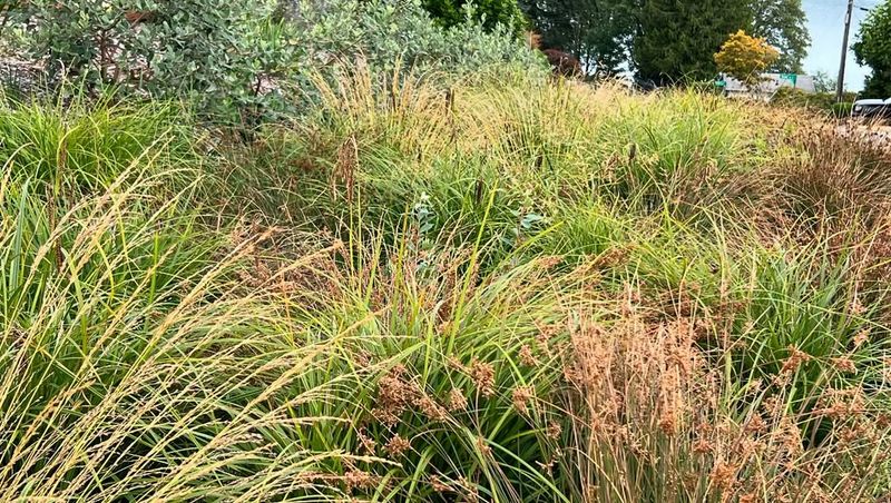 Foothill Sedge Covers Bare Soil In Shady Strips