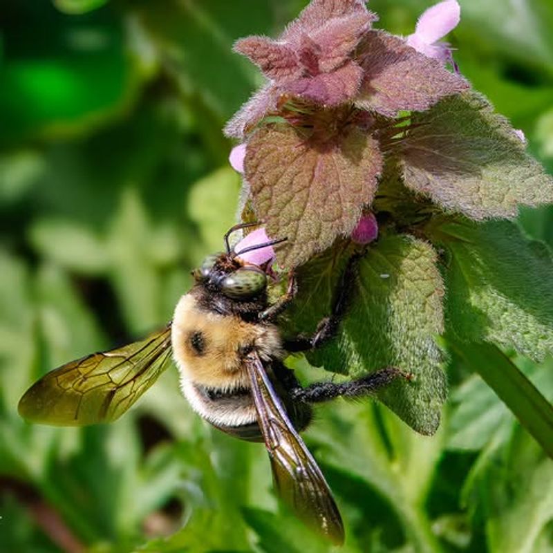 Foraging Patterns