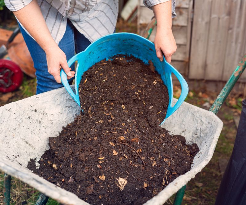 Forgetting Compost Needs Time To Settle In Forgetting Compost Needs Time To Settle In