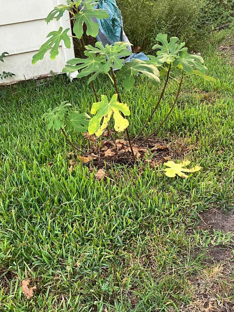 Forgetting Mulch Before The Heat Peaks
