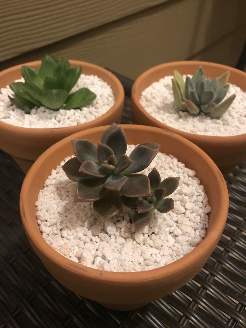 Forgetting Perlite Or Bark