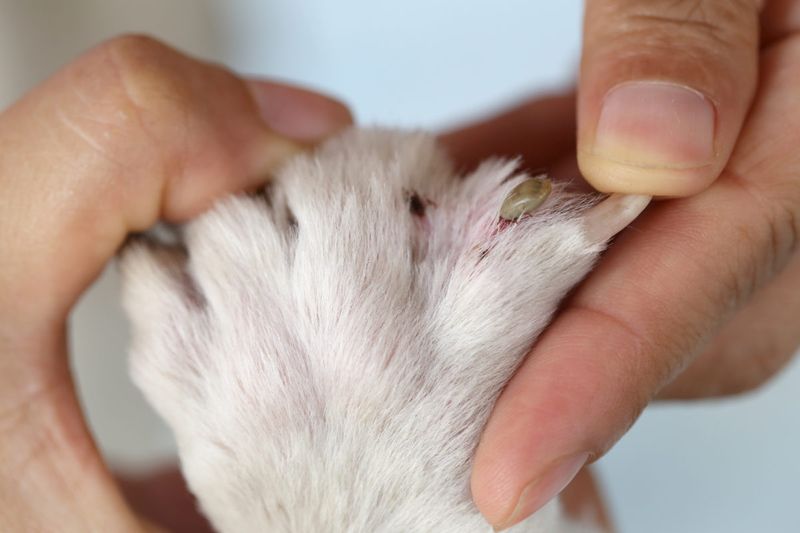 Forgetting Pet Protection Lets Ticks Hitchhike Indoors