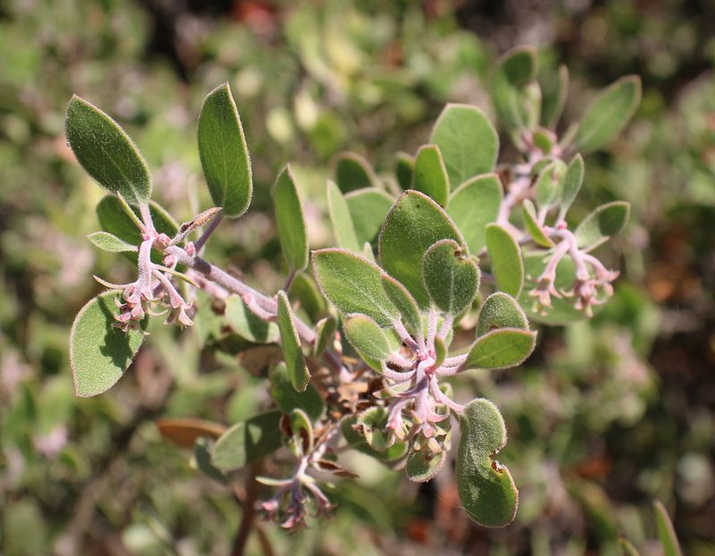 Forgetting That Drought-Tolerant Does Not Mean Fireproof