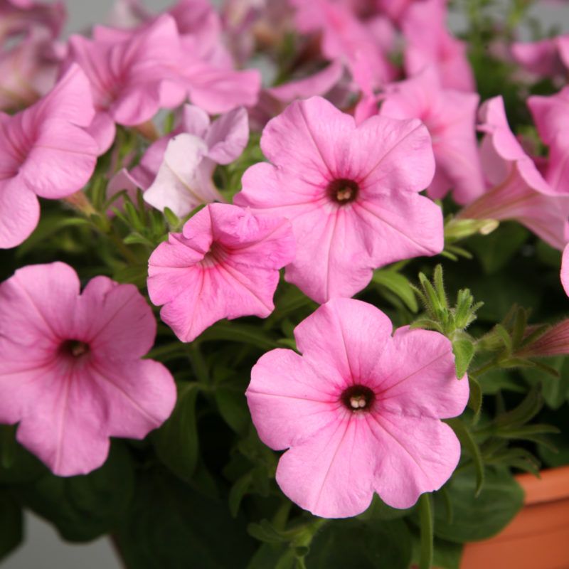 Forgetting That Some Petunias Are Self-Cleaning