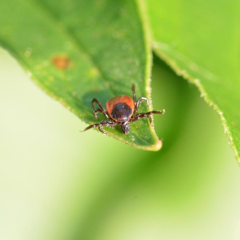 Forgetting That Tick Prevention Requires More Than Mulch Management Forgetting That Tick Prevention Requires More Than Mulch Management