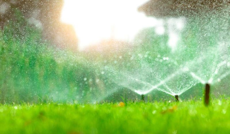 Forgetting To Adjust Irrigation After Rain