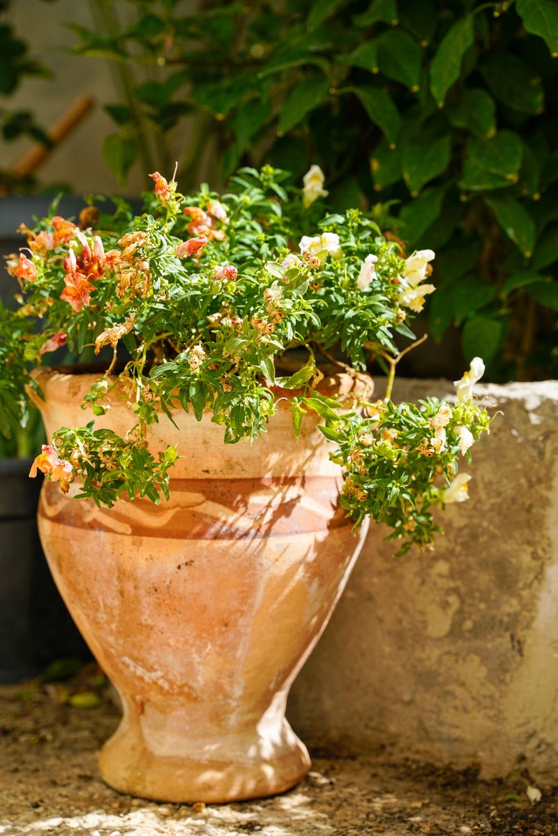 Forgetting To Move Containers During Extreme Heat Waves