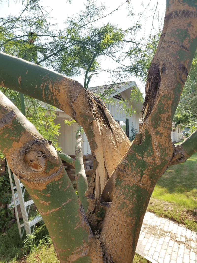 Forgetting To Prepare For Monsoon Winds