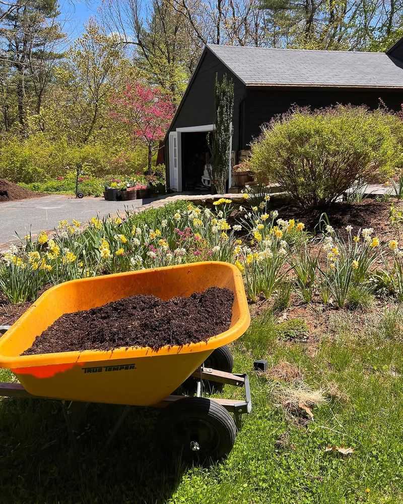 Forgetting To Refresh Mulch Before Summer Heat