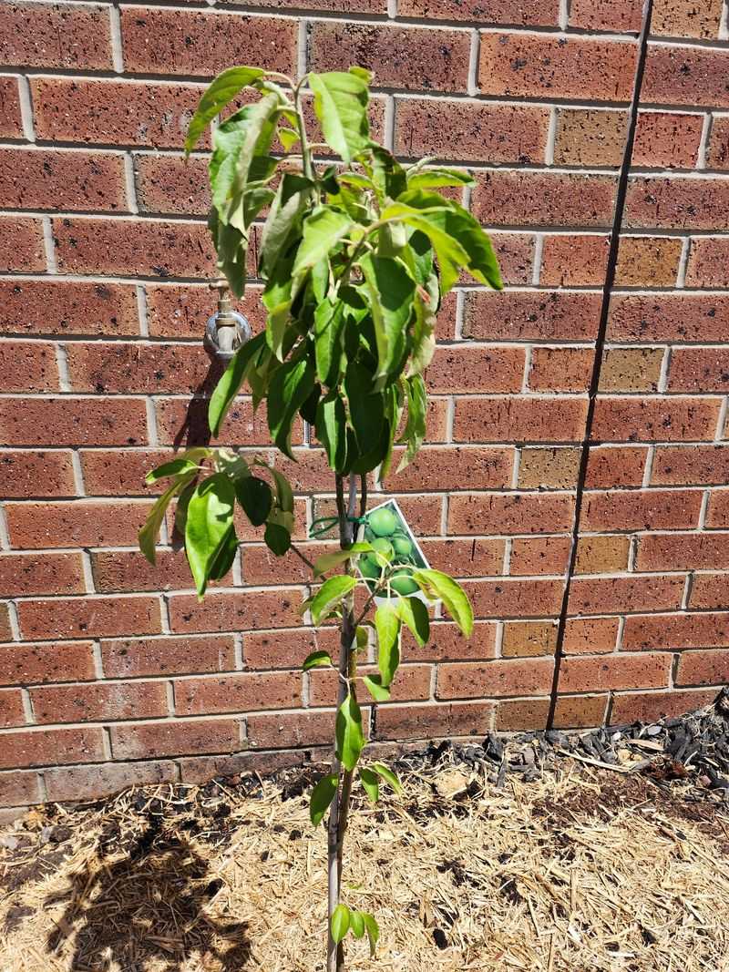 Forgetting To Water Newly Planted Trees And Shrubs