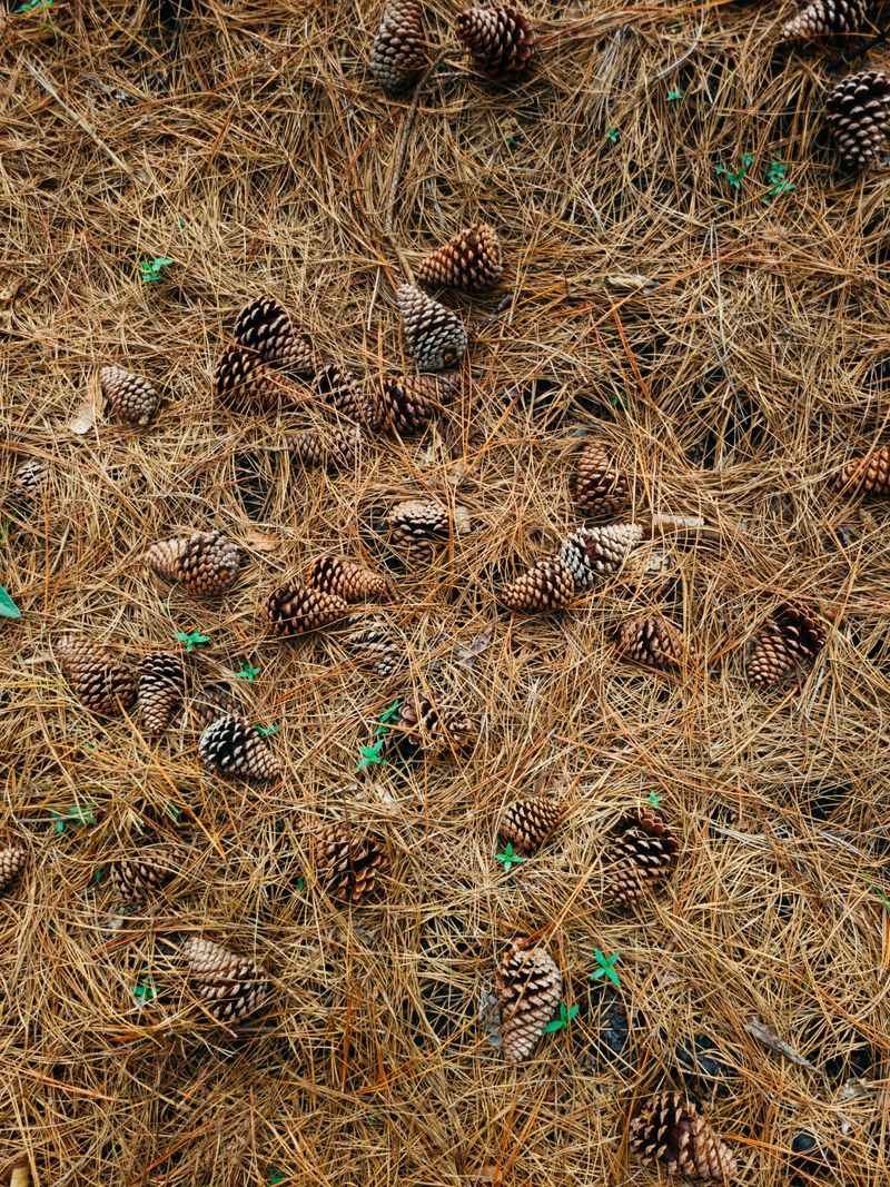 Forms A Dense Mat That Naturally Blocks Weeds Forms A Dense Mat That Naturally Blocks Weeds