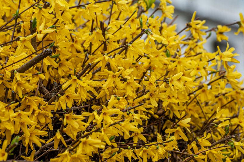 Forsythia Wakes Up Before Everything Else In The Garden