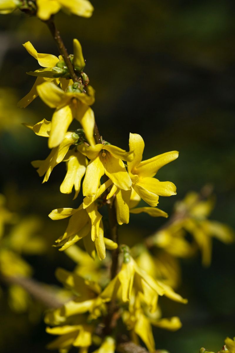 Forsythia