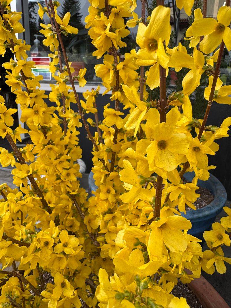 Forsythias May Look Less Colorful Next Spring