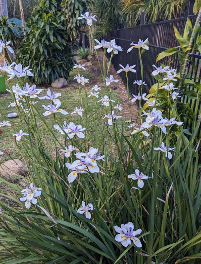 Fortnight Lily Fills Bare Spots With Strappy Leaves