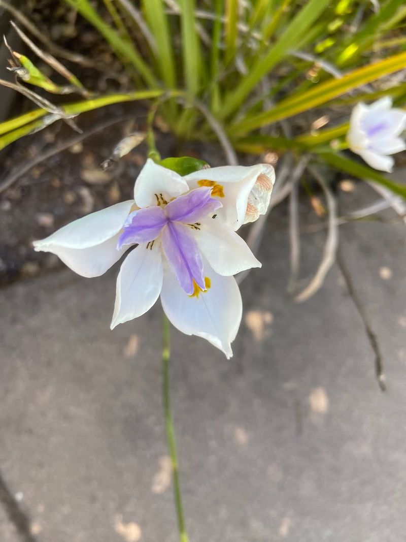 Fortnight Lily Handles Poolside Heat With A Tidy Clump Fortnight Lily Handles Poolside Heat With A Tidy Clump