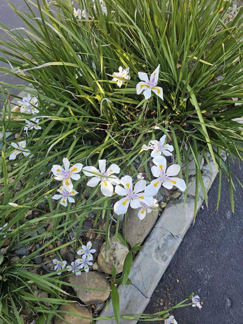 Fortnight Lily Keeps Coming Back In Tough Spots Fortnight Lily Keeps Coming Back In Tough Spots