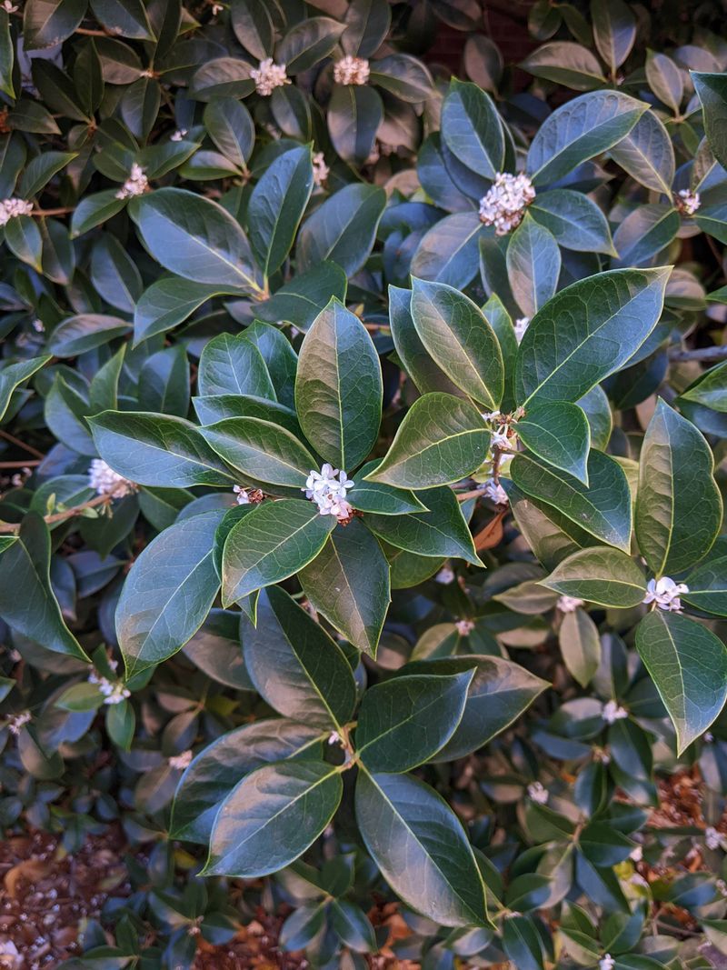 Fortune's Osmanthus Gives Steady Evergreen Cover