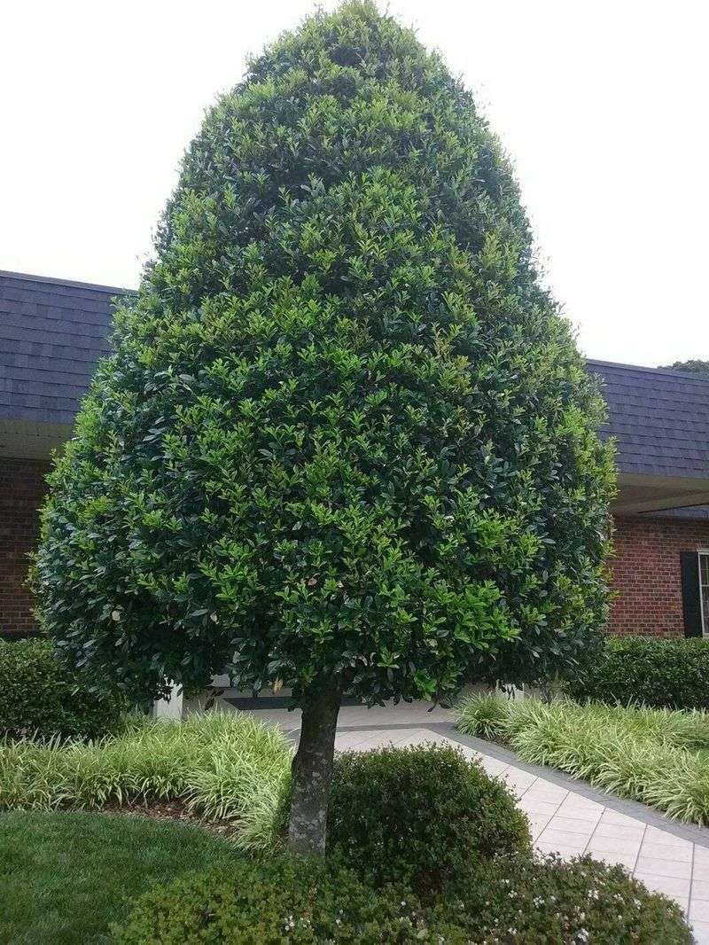 Foster's Holly Adds Year-Round Cover