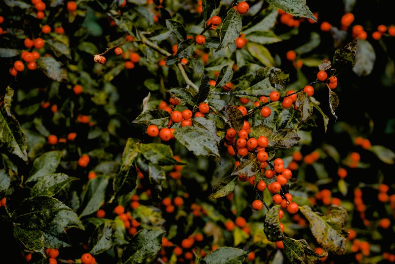 Foster's Holly