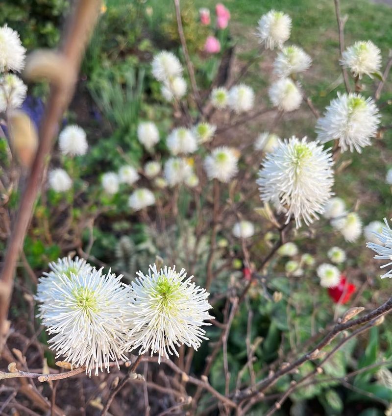 Fothergilla Brings Brilliant Autumn Foliage Fothergilla Brings Brilliant Autumn Foliage