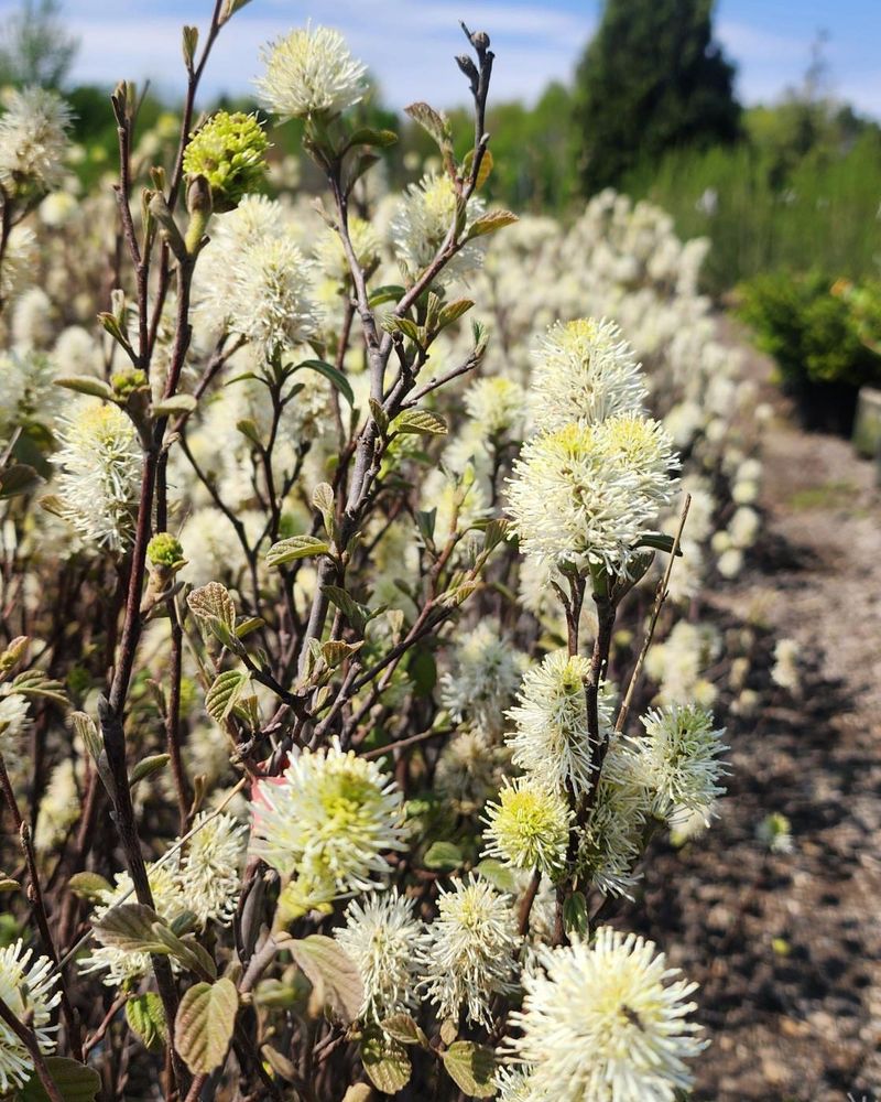 Fothergilla Develops A Broad Rounded Form Fothergilla Develops A Broad Rounded Form