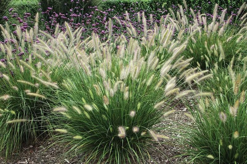 Fountain Grass Blends In With Southwest Plantings Fountain Grass Blends In With Southwest Plantings