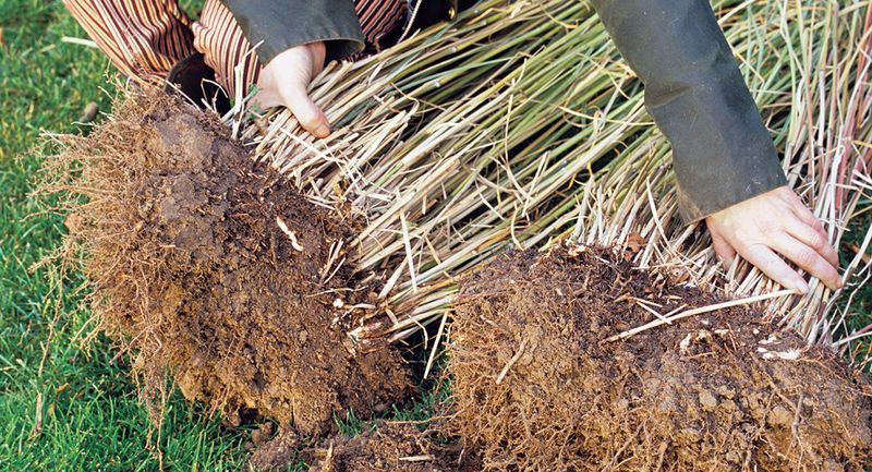 Fountain Grass Forms Dense Clumps
