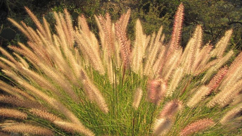 Fountain Grass Is Listed As An Arizona Noxious Weed