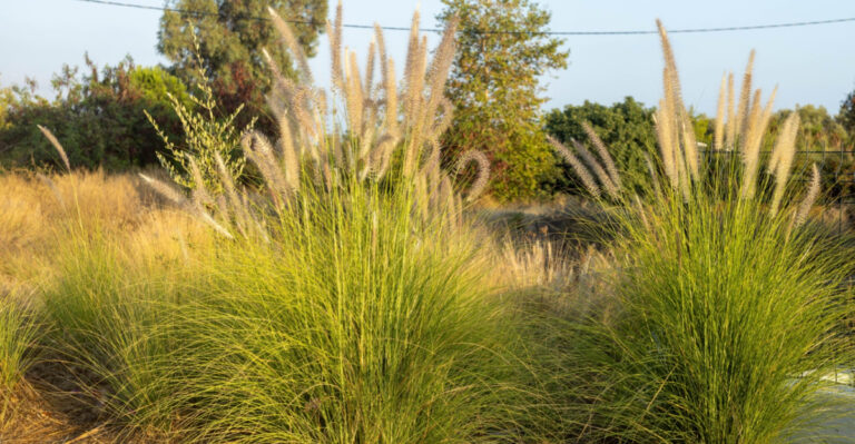 Fountain Grass Is One Of The Most Regretted Plants In Arizona Yards And Here Is Why