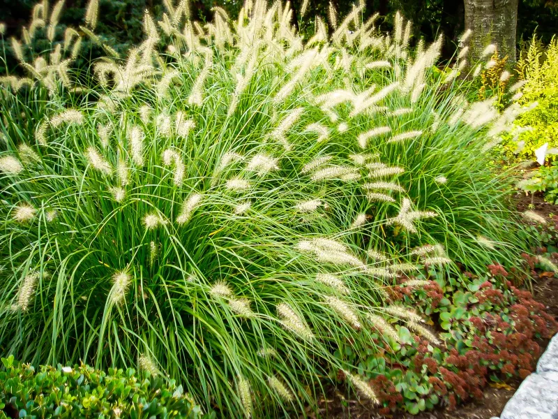 Fountain Grass Seeds Where You Don't Want It Fountain Grass Seeds Where You Don't Want It