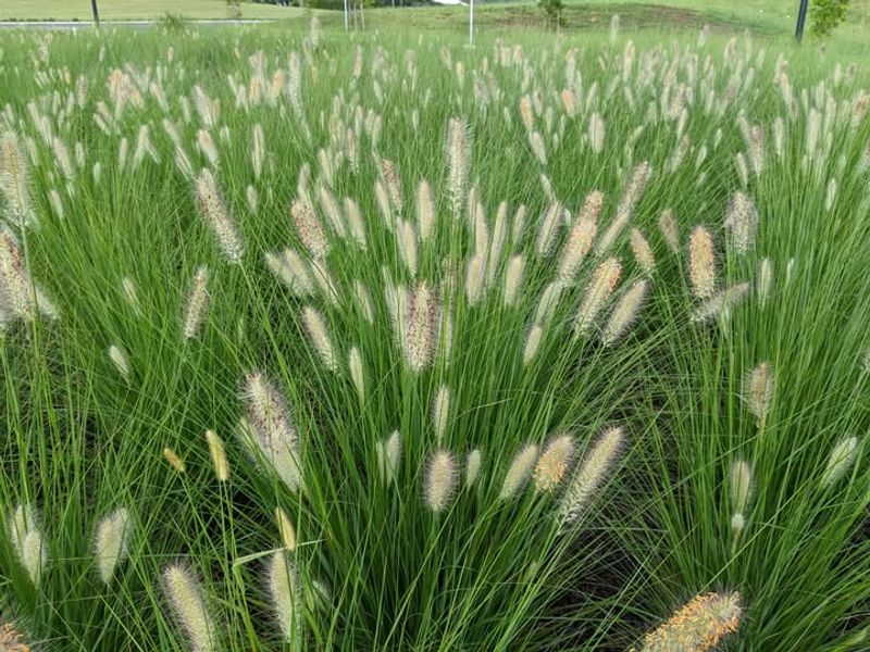 Fountain Grass 